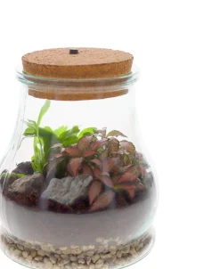 Hot Arrangement Terrarium mit LED-Korken D 15 H 19 cm Kleine Zimmerpflanzen|Pflanzenarrangements