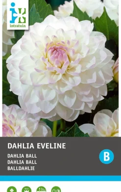 Best Balldahlie (Dahlia 'Bal eveline') Blumenzwiebel 1 St. Sommer-Blüher|Blumenzwiebeln