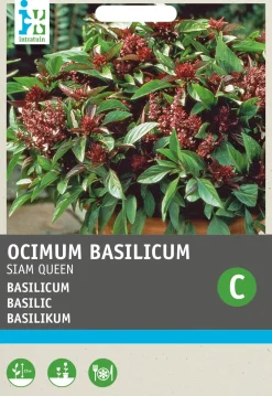 Basilikum (Ocimum basilicum 'Siam Queen') Samen Kräutersamen|Saatgut