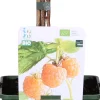 New Bio Gelbe Himbeere (Rubus idaeus 'Twotimer Sugana Yellow') H 45 cm Blühende Pflanzen|Obstbäume & -Sträucher
