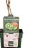 Discount Bio Kiwi (Actinidia deliciosa 'Jenny') D 23 H 100 cm Obstbäume & -Sträucher|Obstbäume & -Sträucher