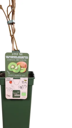Discount Bio Kiwi (Actinidia deliciosa 'Jenny') D 23 H 100 cm Obstbäume & -Sträucher|Obstbäume & -Sträucher