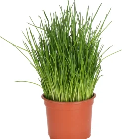 Sale Bio Schnittlauch (Allium schoenoprasum) D 12 H 15 cm Obst, Gemüse & Kräuter|Kräuterpflanzen