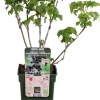 New Bio Schwarze Johannisbeere (Ribes 'Black Bells') H 50 cm Obstbäume & -Sträucher|Obstbäume & -Sträucher