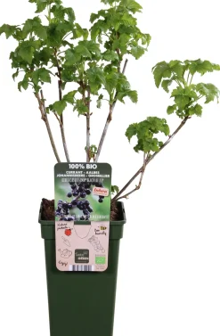 New Bio Schwarze Johannisbeere (Ribes 'Black Bells') H 50 cm Obstbäume & -Sträucher|Obstbäume & -Sträucher