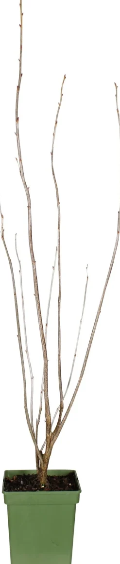 New Bio Schwarze Johannisbeere (Ribes nigra 'Ben Nevis') H 100 cm Blühende Pflanzen|Obstbäume & -Sträucher