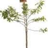 Clearance Bio Zierapfel (Malus 'Red Sentinel') D 24 H 210 cm Blühende Pflanzen|Obstbäume & -Sträucher