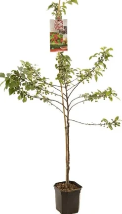 Clearance Bio Zierapfel (Malus 'Red Sentinel') D 24 H 210 cm Blühende Pflanzen|Obstbäume & -Sträucher