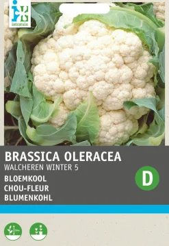 Online Blumenkohl (Brassica oleracea 'Walcheren Winter') Samen Gemüsesamen|Saatgut