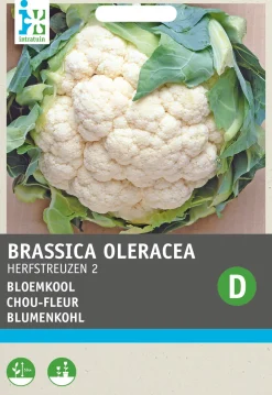 Blumenkohl (Brassica oleracea 'Herbstriesen') Samen Gemüsesamen|Saatgut