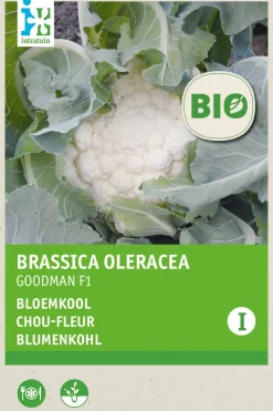 Online Blumenkohl (Brassica oleracea Goodman) (BIO) Samen Gemüsesamen|Saatgut