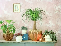 New Blumentopf Helle creme D 16 H 13 cm Blumentöpfe & Pflanzgefäße|Blumentöpfe