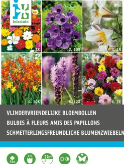 Hot Blumenzwiebel-Mischung schmetterlingsfreundliche Blumen 36 St. Frühlings-Blüher|Blumenzwiebeln