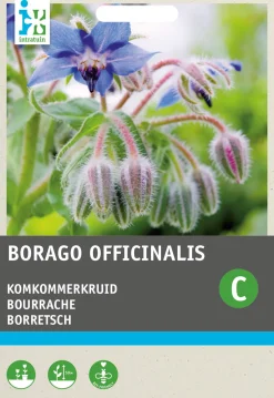 Discount Borretsch (Borago officinalis) Samen Gemüsesamen|Saatgut