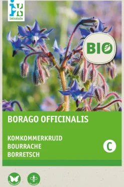 Online Borretsch (Borago officinalis) (BIO) Samen Kräutersamen|Saatgut