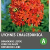 Sale Brennende Liebe rot (Lychnis chalcedonica) Blumensamen Saatgut|Blühende Pflanzen