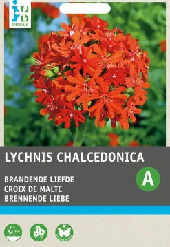 Sale Brennende Liebe rot (Lychnis chalcedonica) Blumensamen Saatgut|Blühende Pflanzen