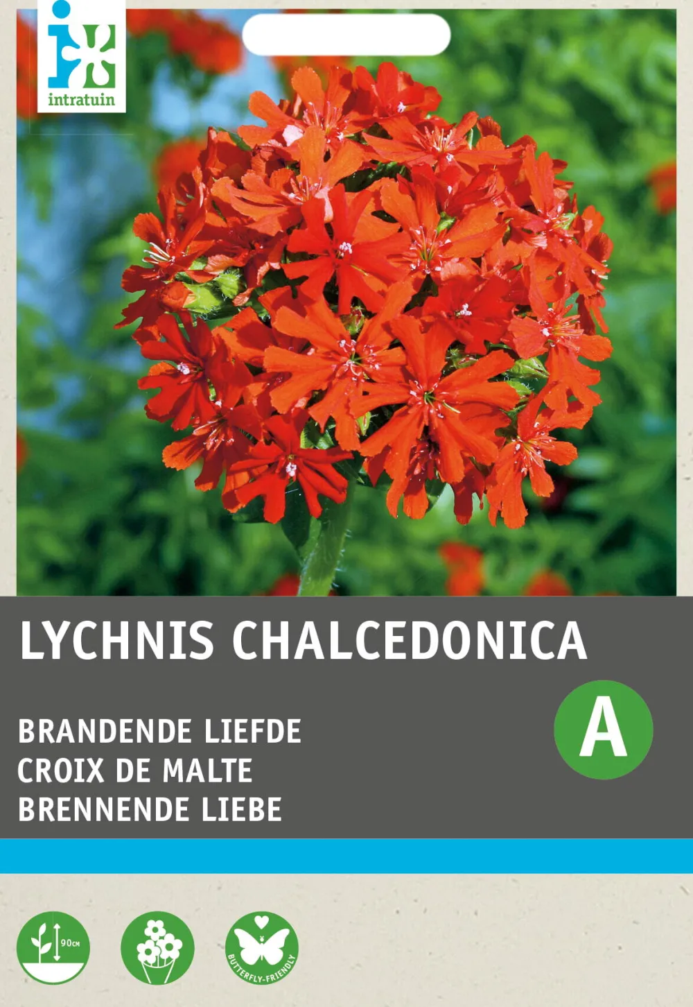 Sale Brennende Liebe rot (Lychnis chalcedonica) Blumensamen Saatgut|Blühende Pflanzen