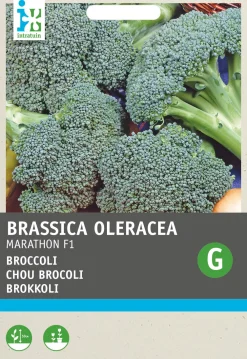 Clearance Brokkoli (Brassica oleracea 'Premium Crop') Samen Gemüsesamen|Saatgut