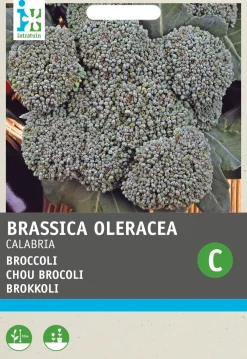 Clearance Brokkoli (Brassica oleracea 'Calabria') Samen Gemüsesamen|Saatgut