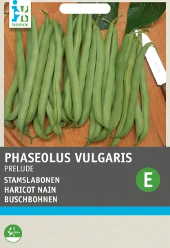 Clearance Buschbohne (Phaseolus vulgaris 'Prelude') Samen Gemüsesamen|Saatgut