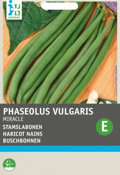New Buschbohne (Phaseolus vulgaris 'Miracle') Samen Gemüsesamen|Saatgut