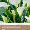 Online Calla (Calla 'Crystal Blush') (BIO) Blumenzwiebel 1 St. Sommer-Blüher|Blumenzwiebeln