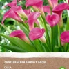 Calla (Calla 'Garnet Glow') (BIO) Blumenzwiebel Blumenzwiebeln|Blühende Pflanzen