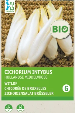 Clearance Chicorée (Cichorium intybus) (BIO) Samen Gemüsesamen|Saatgut