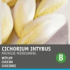 Discount Chicoree (Cichorium intybus 'Mechelner') Samen Gemüsesamen|Saatgut