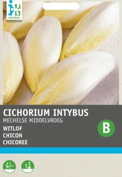 Discount Chicoree (Cichorium intybus 'Mechelner') Samen Gemüsesamen|Saatgut