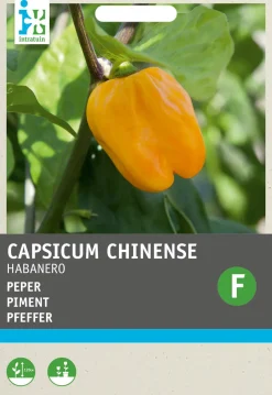 Clearance Chili Habanero (Capsicum annuum 'Habanero Oranje') Samen Gemüsesamen|Saatgut