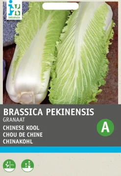 Hot Chinakohl (Brassica pekinensis 'Cantonner Witkrop') Samen Gemüsesamen|Saatgut