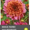 Discount Dahlie anemonenblütig (Dahlia 'Mambo') Blumenzwiebel 1 St. Sommer-Blüher|Blühende Pflanzen