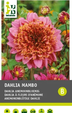Discount Dahlie anemonenblütig (Dahlia 'Mambo') Blumenzwiebel 1 St. Sommer-Blüher|Blühende Pflanzen