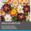 Clearance Dahlie (Dahlia 'Collarette' mix) 5 st Sommer-Blüher|Blumenzwiebeln