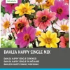 Outlet Dahlie (Dahlia 'Happy Single') Blumenzwiebel-Mischung 5 St. Sommer-Blüher|Blumenzwiebeln