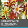 New Dahlie (Dahlia 'Windmolen' mix) 5 st Sommer-Blüher|Blumenzwiebeln