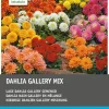 Online Dahlie niedrig (Dahlia 'Gallery') Blumenzwiebel-Mischung 5 St. Sommer-Blüher|Blumenzwiebeln