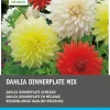 Outlet Dahlie riesenblumig (Dahlia 'Dinnerplate') Blumenzwiebeln 5 St. Sommer-Blüher|Blumenzwiebeln