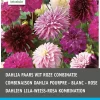 Dahlien lila / weiß (Dahlia) Blumenzwiebel-Mischung 5 St. Sommer-Blüher|Blumenzwiebeln