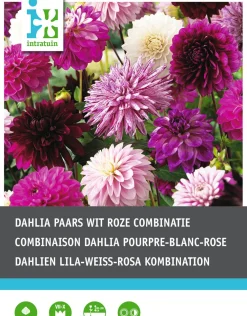 Dahlien lila / weiß (Dahlia) Blumenzwiebel-Mischung 5 St. Sommer-Blüher|Blumenzwiebeln