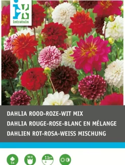 Best Dahlien rot / weiß / rosa (Dahlia) Blumenzwiebeln 5 St. Sommer-Blüher|Blumenzwiebeln