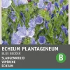 Best Echium (Echium plantagineum 'Blue Bedder') Blumensamen Saatgut|Blühende Pflanzen