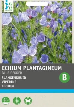 Best Echium (Echium plantagineum 'Blue Bedder') Blumensamen Saatgut|Blühende Pflanzen