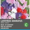 Best Edelwicke (Lathyrus odoratus 'Royal family') Blumensamen-Mischung Saatgut|Blühende Pflanzen