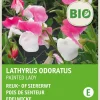 Sale Edelwicke (Lathyrus odoratus 'Painted Lady') (BIO) Blumensamen Saatgut