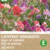 Sale Edelwicke (Lathyrus odoratus 'Old Spice') (BIO) Blumensamen Saatgut|Blühende Pflanzen