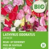Sale Edelwicke (Lathyrus odoratus 'Spencer') (BIO) Blumensamen Saatgut