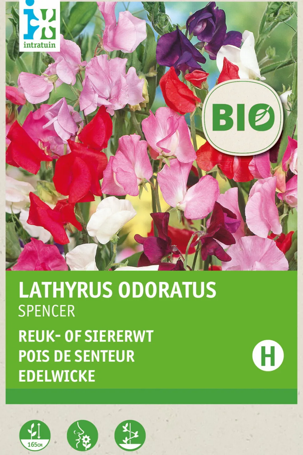 Sale Edelwicke (Lathyrus odoratus 'Spencer') (BIO) Blumensamen Saatgut